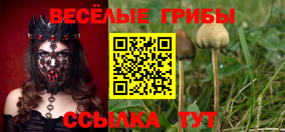 Псилоцибиновые грибы Psilocybe  Вход с VPN  Дзержинский 